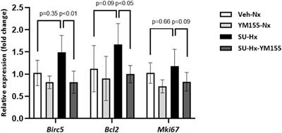 Survivin inhibition with YM155 ameliorates experimental pulmonary arterial hypertension